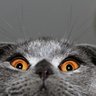 qq