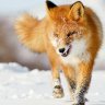 Шакко